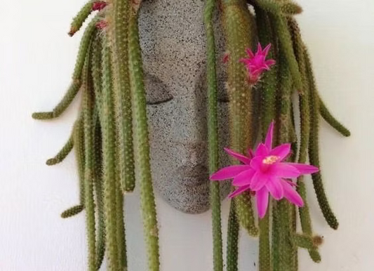 Rat Tail Cactus (Aporocactus flagelliformis) - Jyra