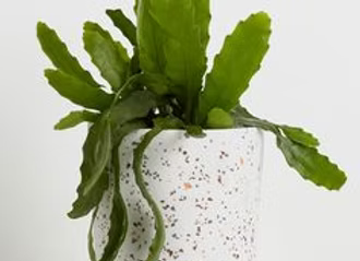 Easter Cactus (Rhipsalidopsis gaertneri)