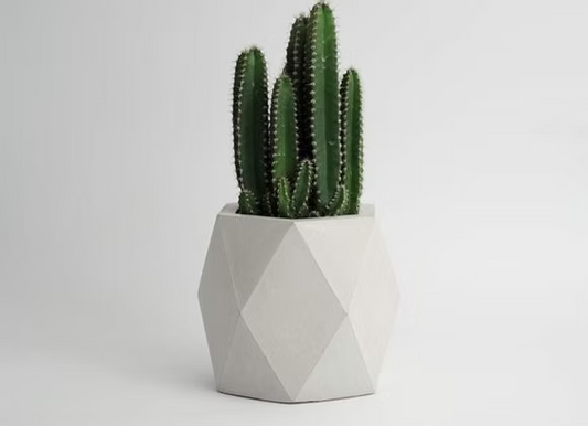 Peanut Cactus (Echinopsis chamaecereus) - Jyra