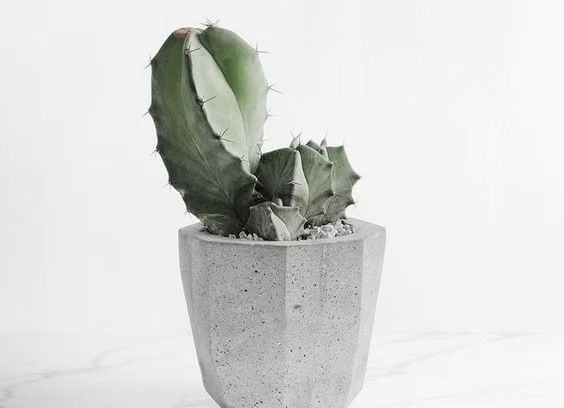 Moon Cactus (Gymnocalycium Mihanovichii ) - Jyra