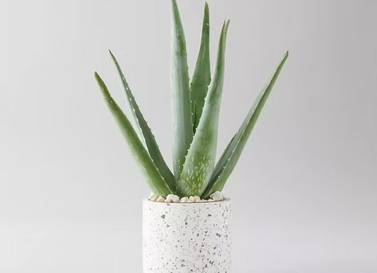 Aloe - Jyra