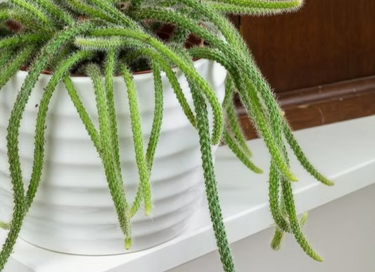 Mistletoe Cactus Plant - Unique Houseplant for Your Collection