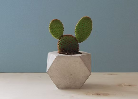 Ric Rac Cactus (Epiphyllum anguliger) - Jyra