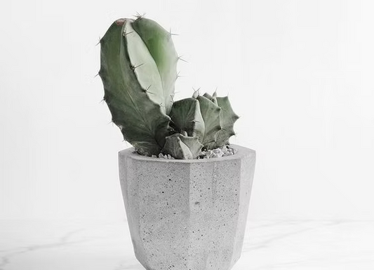 Moon Cactus (Gymnocalycium Mihanovichii ) - Jyra