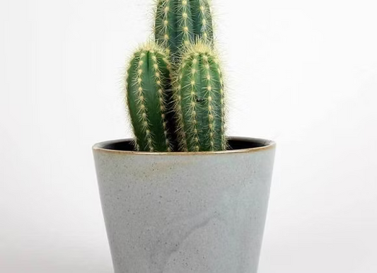 Thimble Cactus (Mammillaria gracilis fragilis) - Jyra